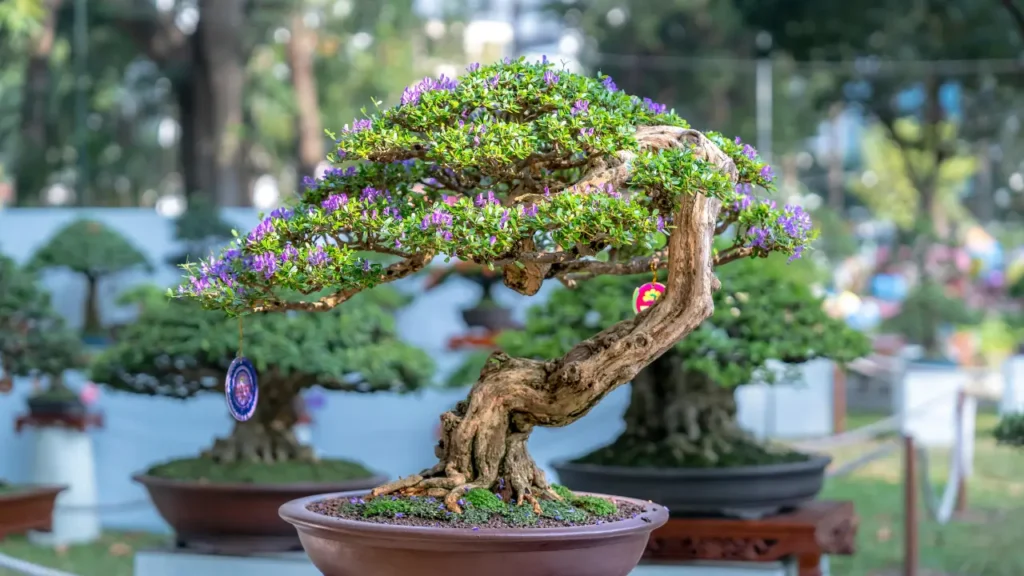 Ficus Bonsai Tree Care