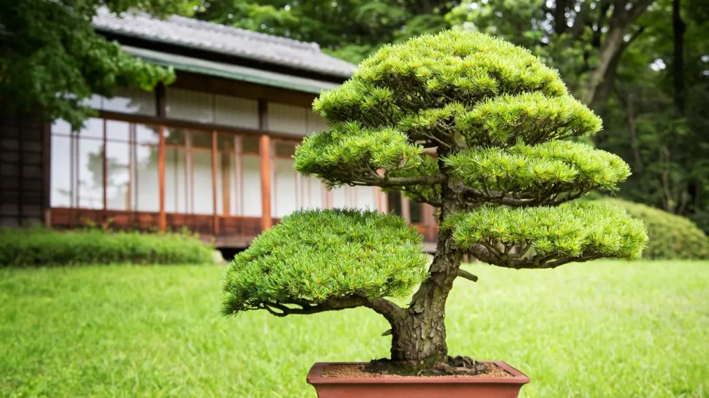 How to Grow a Bonsai Tree from Seed