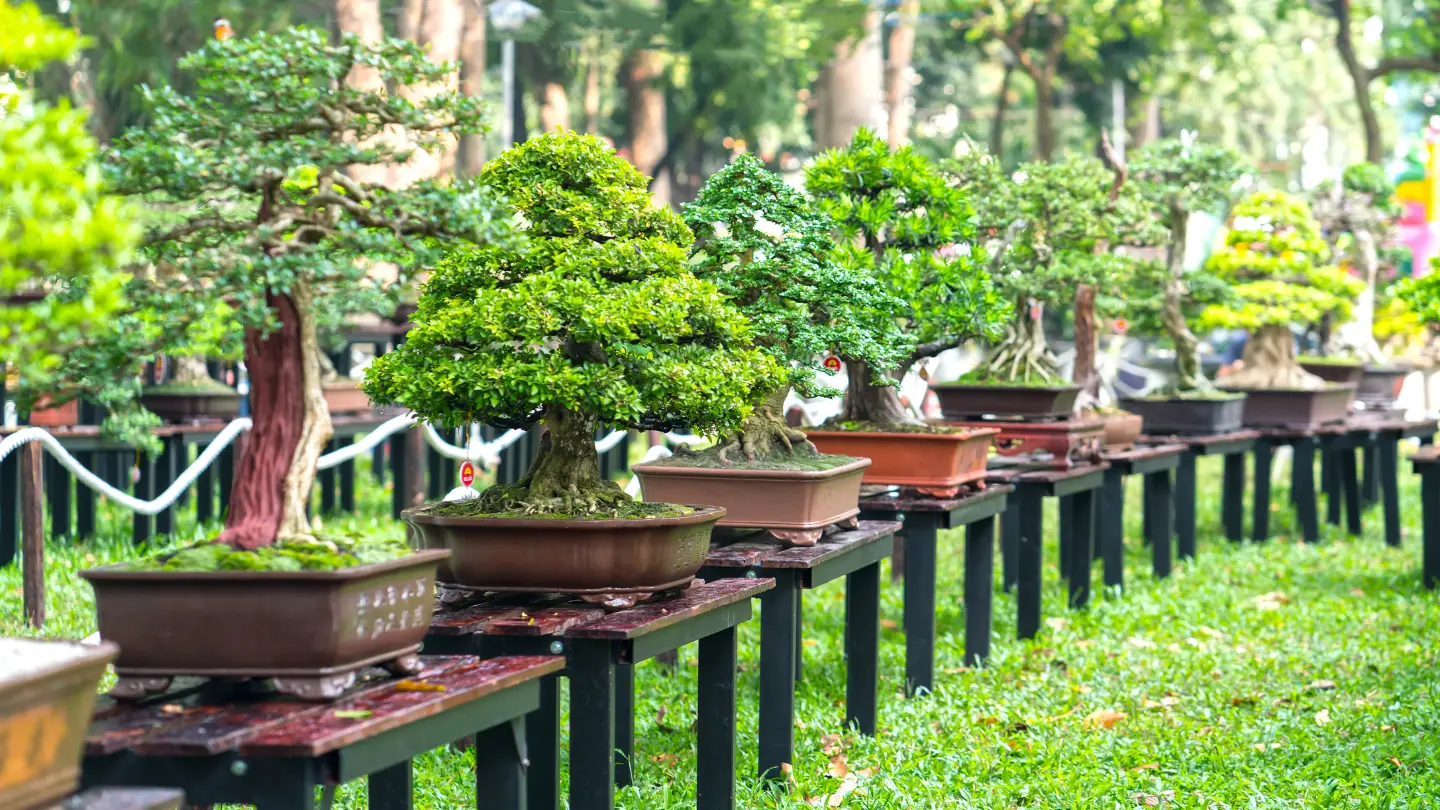 Juniper Bonsai